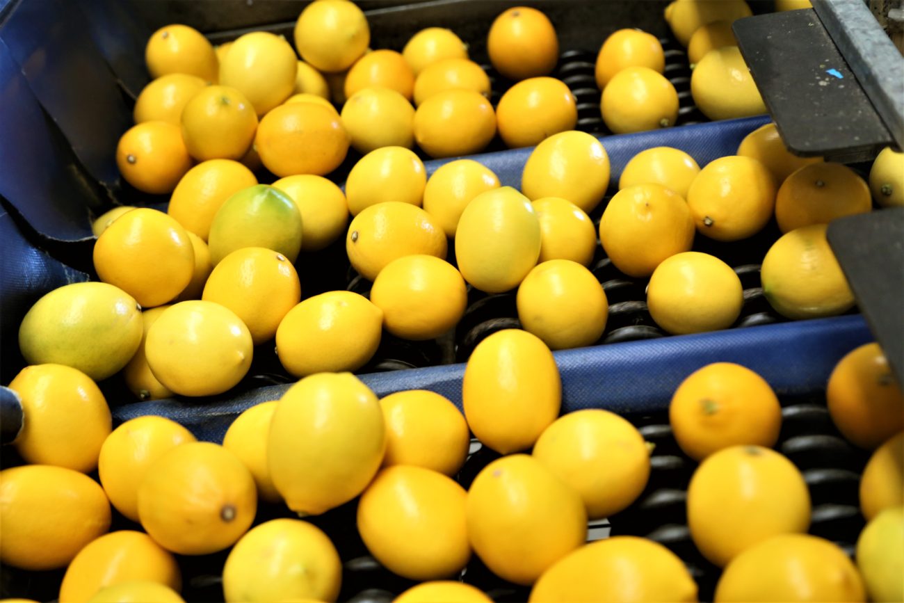 Türkiye’nin limon ihracatını durdurması Rusya’daki fiyatları etkilemeyecek