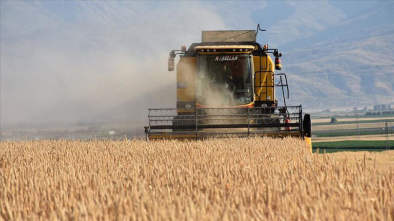 Rusya’da tahıl hasadı arttı