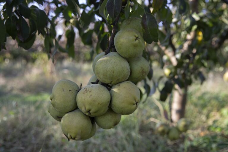 Türkiye’den ithal edilen armutta karantina nesnesi bulundu