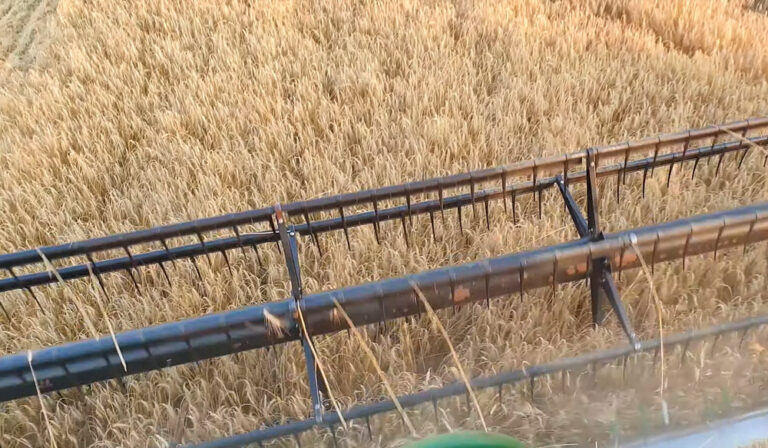 Rusya, buğday ihracatındaki vergileri yeniden düşürüyor