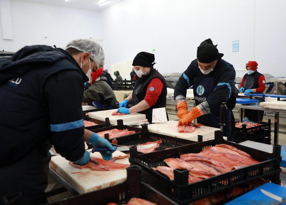 Karadeniz somonu en çok Rusya’ya ihraç edildi