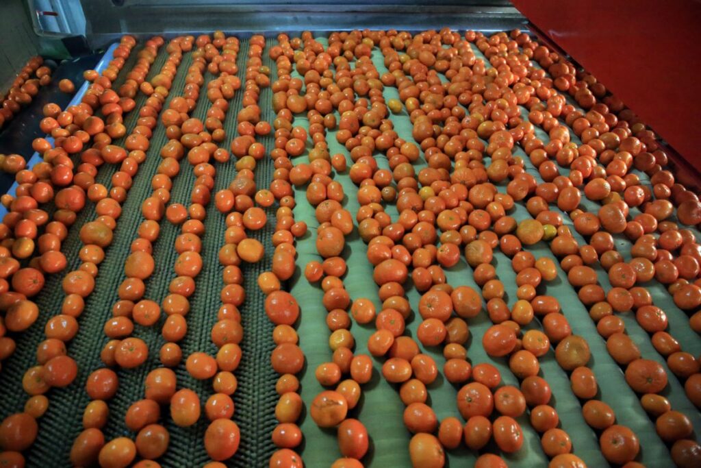 Türk narenciyesi 2020’de en çok Rusya’ya satıldı