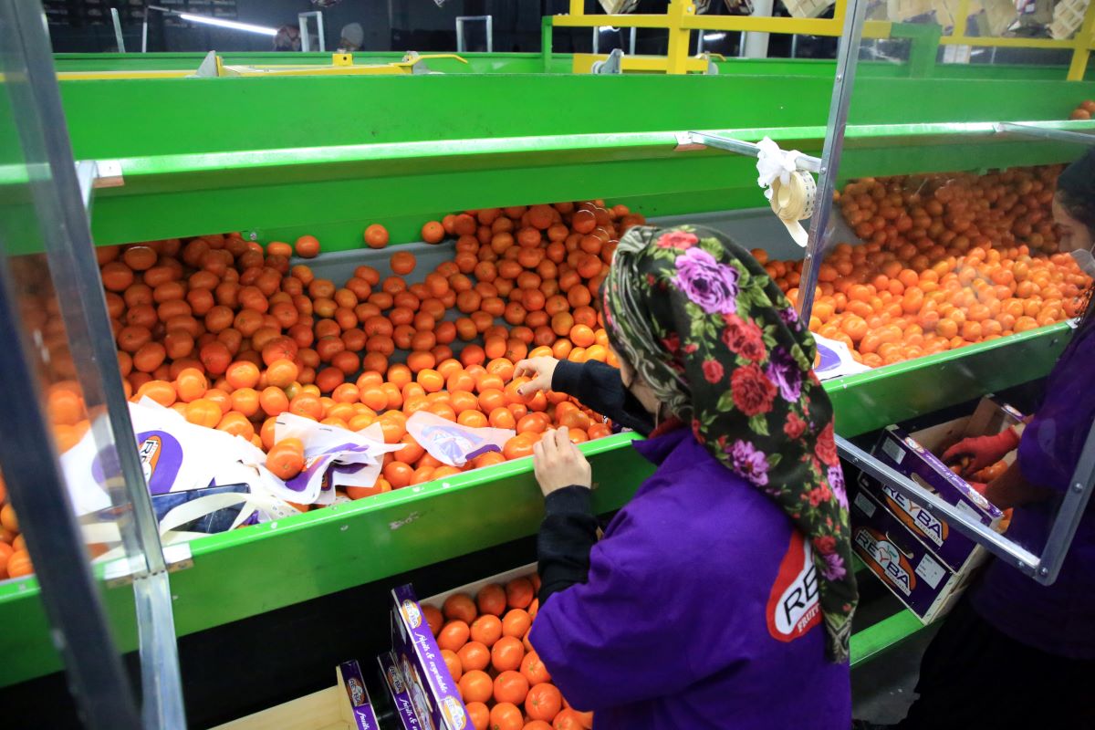 Rusya, Türkiye’den rekor miktarda narenciye ithal etti