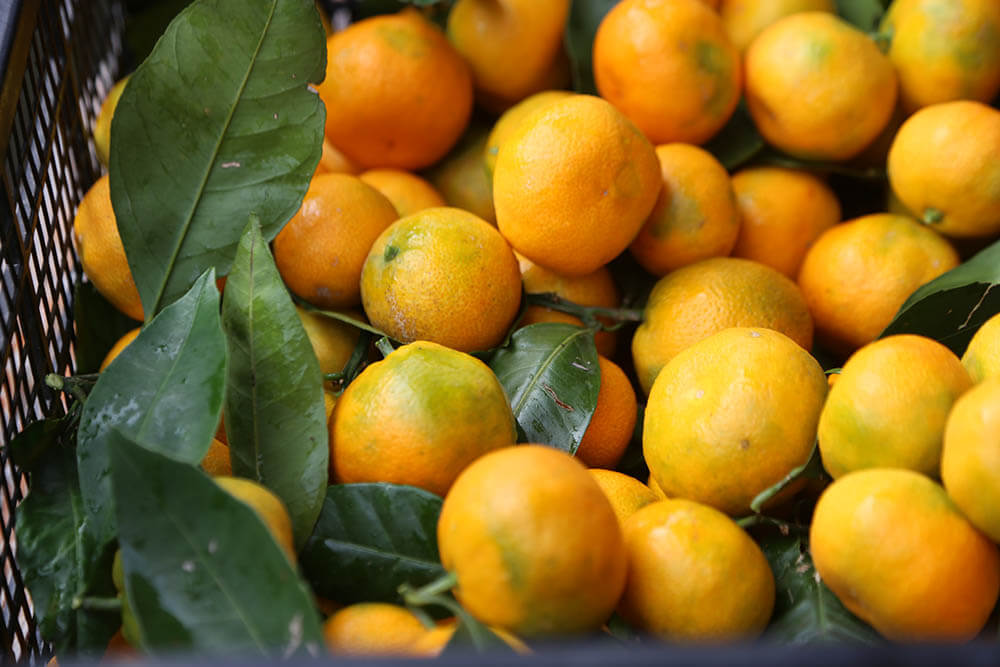 Çin, Rusya’nın Marakeş mandalinalarını telafi etti, ancak Türkiye’yi ikame edemedi