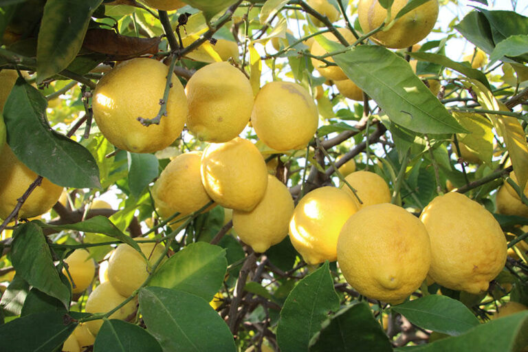 Türkiye, mayıs ayından bu yana ilk kez Rusya’ya limon ihraç etti