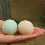 Her gün yumurta yiyenler dikkat: Uzman isim güvenli sınırı açıkladı