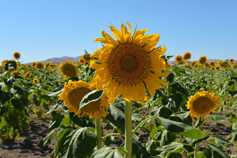 Rusya’dan AEB’ye rekor ayçiçeği tohumu ihracatı