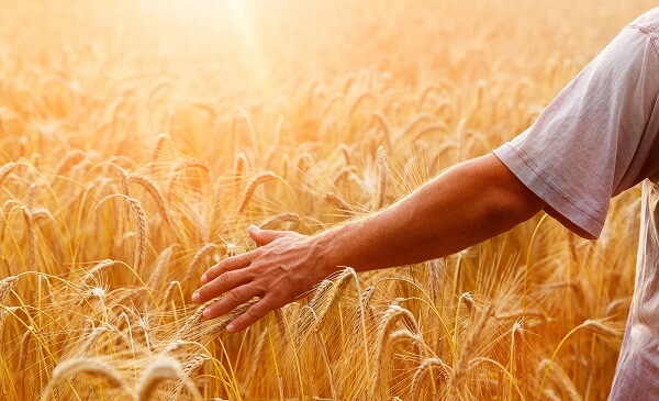 FAO: Küresel gıda fiyatları artıyor