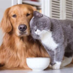 Moskova’da evcil hayvanlar için 1200’den fazla ücretsiz aşılama noktası açılacak