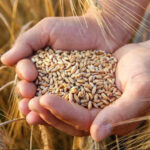 Buğday, arpa ve mısır ihracatında vergi oranları yeniden sıfırlandı