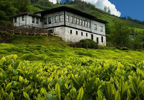 Rusya, Rize’nin çay ihracatında ilk üçte