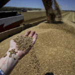 Buğday ihracatında dikkat çeken değişim: Rusya vergiyi bir haftada yüzde 21 düşürdü