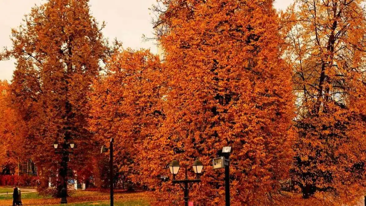 Tsaritsino_Sarayi-12102025-26