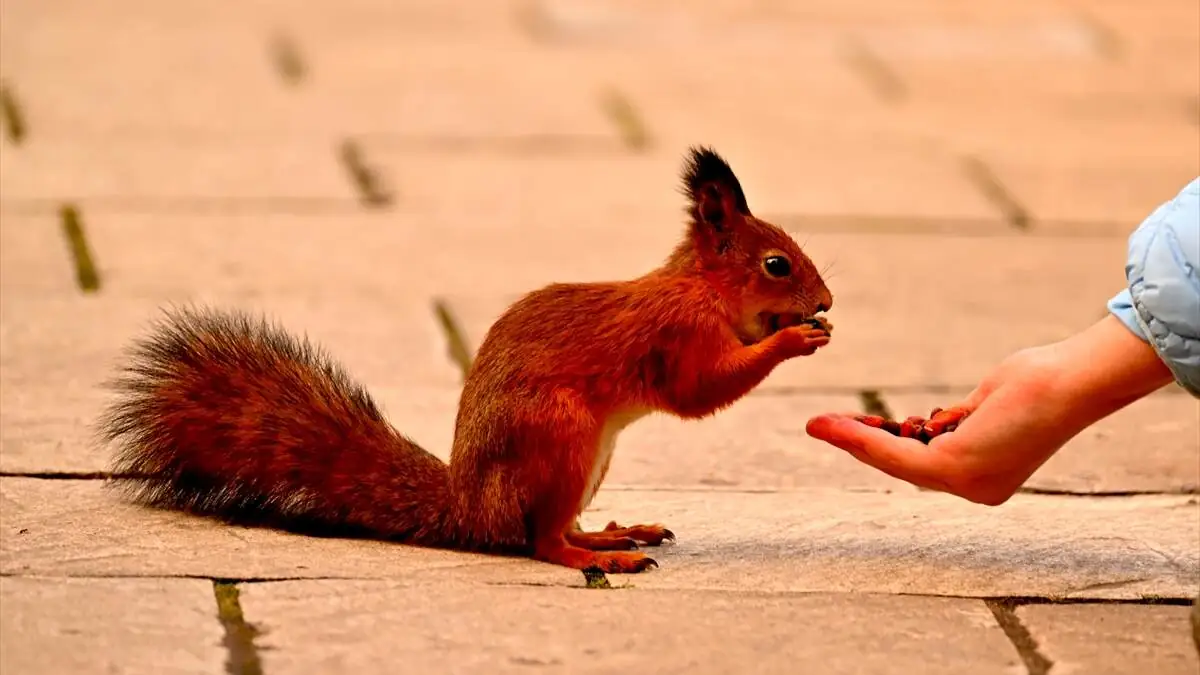 Tsaritsino_Sarayi-12102025-3-1