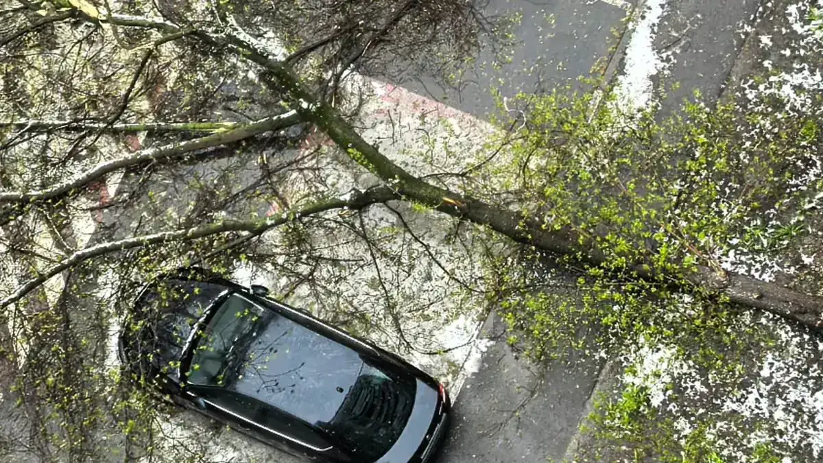 Ruslara, otomobilin üzerine ağaç devrilmesi halinde ne yapmaları gerektiği hatırlatıldı