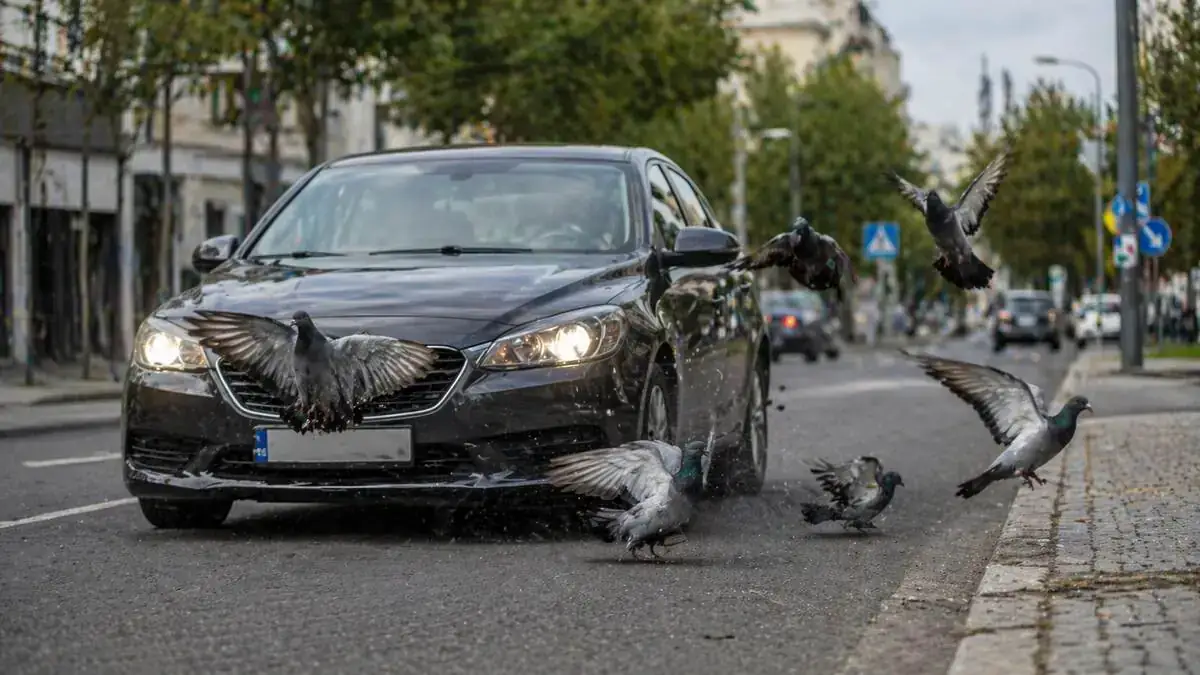 Dikkat: Güvercine çarpma trafik kazası sayılıyor