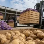 Rusya’nın patates ithalatında dikkat çeken düşüş