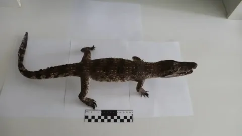 Rus gümrükleri egzotik hayvan kaçakçılığında yüzlerce canlı ele geçirdi