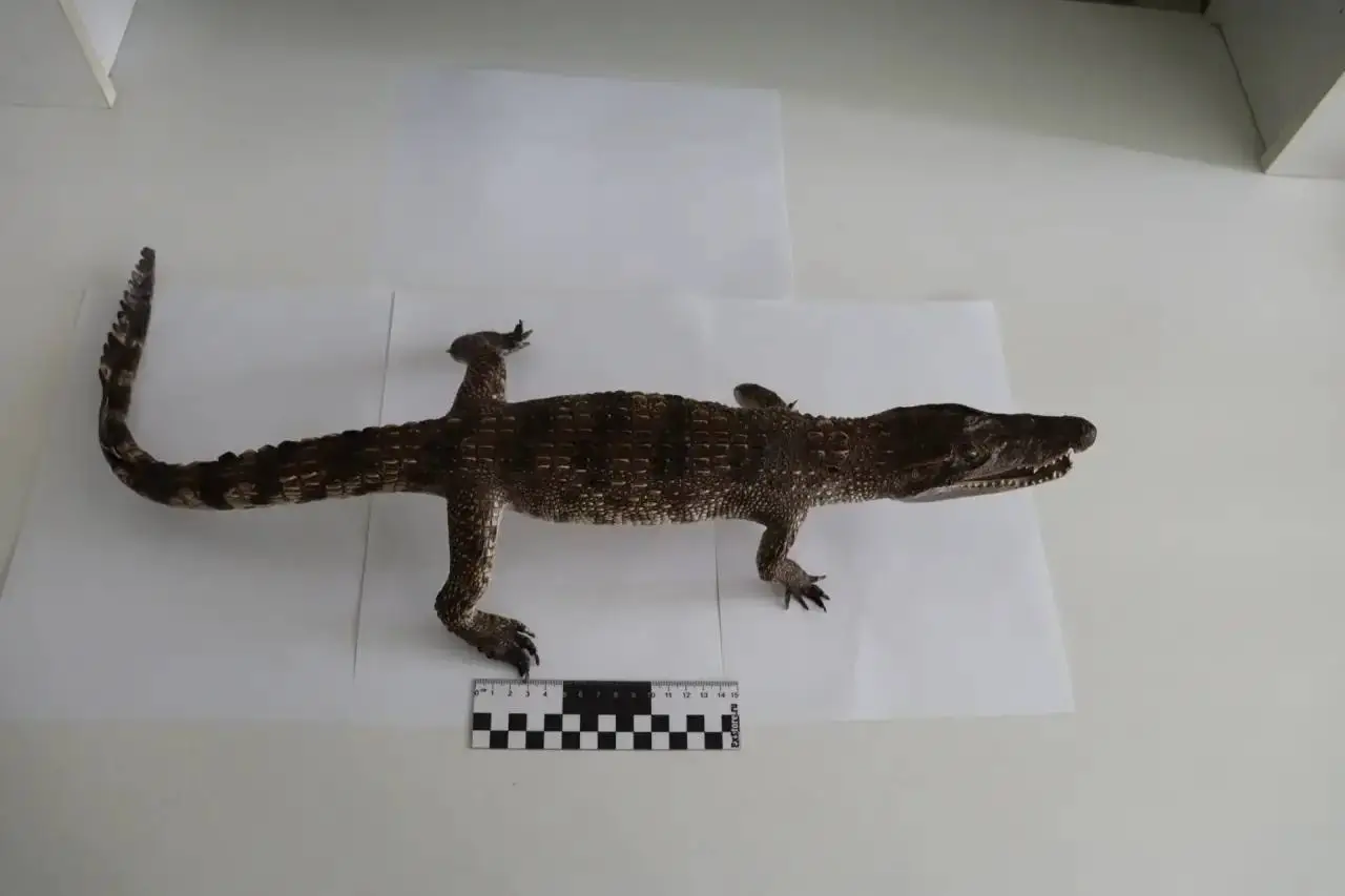 Rus gümrükleri egzotik hayvan kaçakçılığında yüzlerce canlı ele geçirdi
