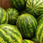 Sibirya’ya karpuz ithalatı 2,7 kat arttı