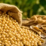 Rusya’da soya fasulyesi ihracatına yönelik verginin süresi uzatıldı