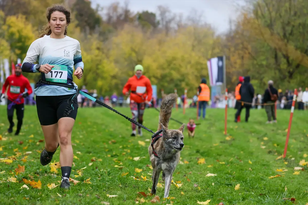 moskova-kopekler-sahipleri-fast-dog-kosusunda-ayni-aa-2026-10-10-26